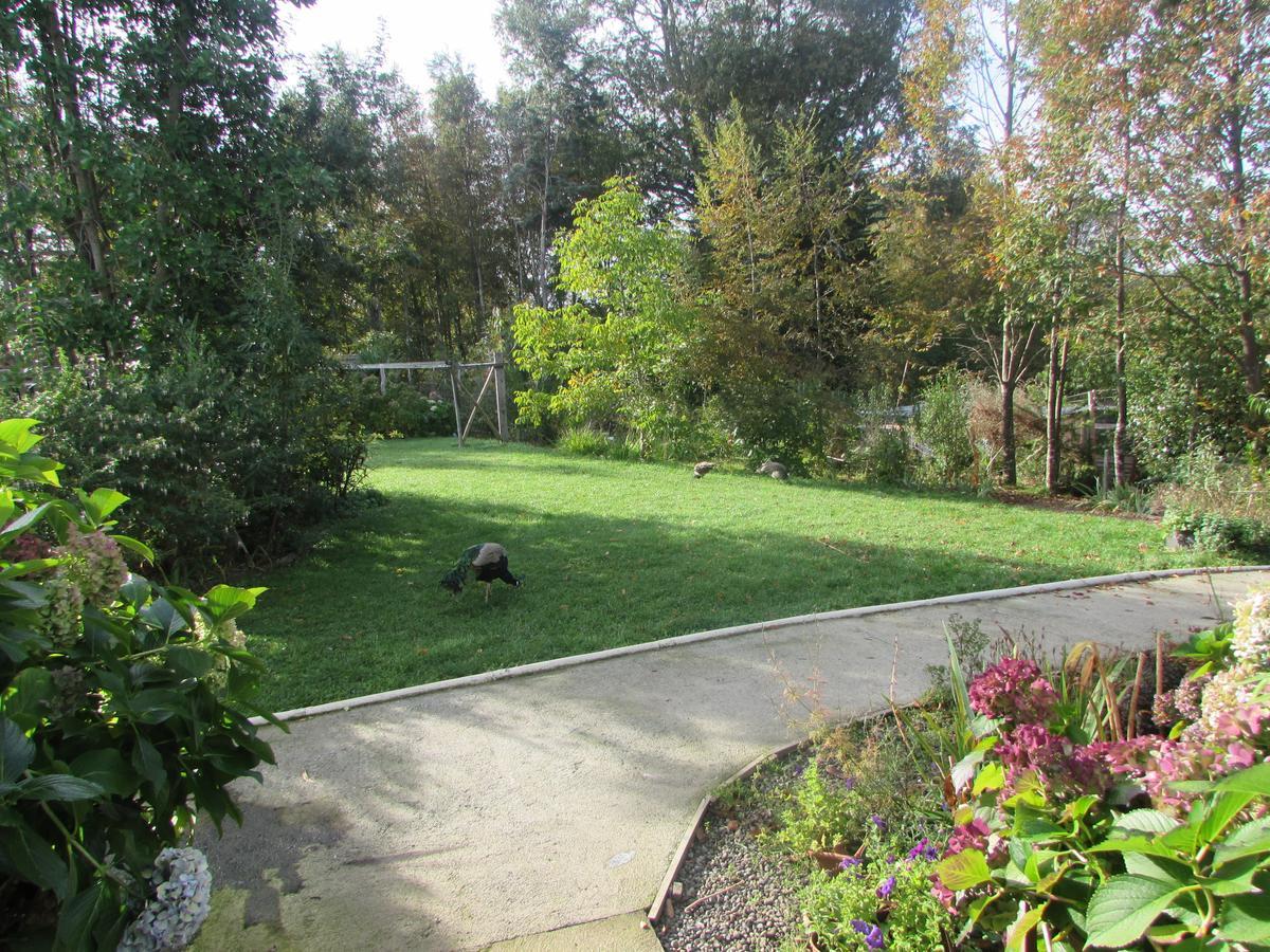 Hostal Tia Lety Villarrica Exterior foto